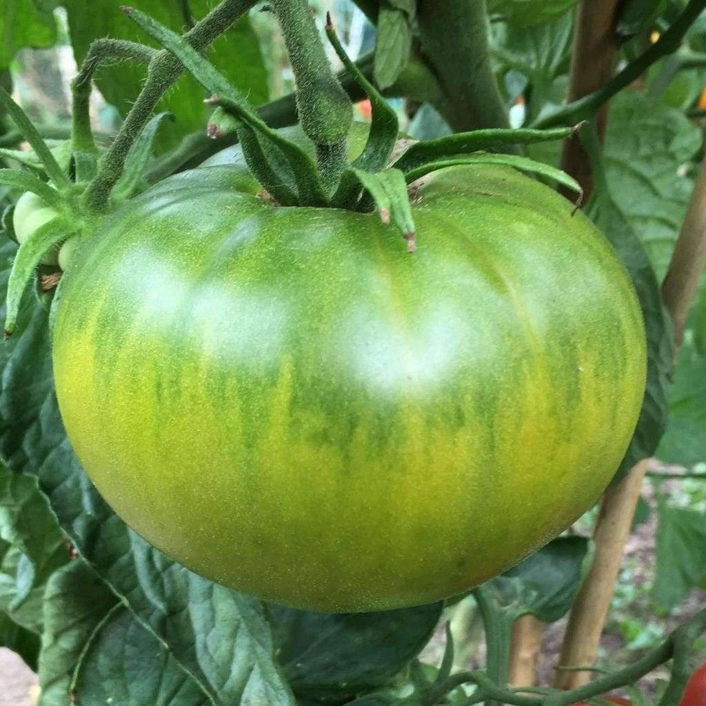 Aunt Ruby's German Green Tomato Seeds - Heirloom, NON-GMO, Organic, 25 Seeds, Solanum lycopersicum