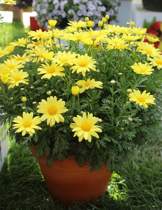 Marguerite Daisy Seeds - 120 Fresh Yellow Butterfly Seeds - Leucanthemum vulgare