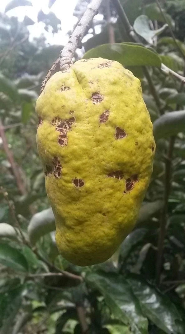 Olosapo Cutting 6in Unrooted Couperia Polyandra From Mother Tree ...