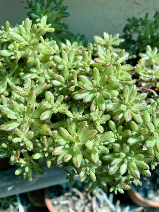 Aeonium Sedifolium Variegated Cuttings | Dwarf Succulent | 10 Branch Cuttings | Free Shipping