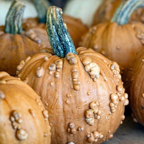 Grizzly Bear Pumpkin Seeds - 25+ Seeds for Garden Planting - Cucurbita maxima - USA