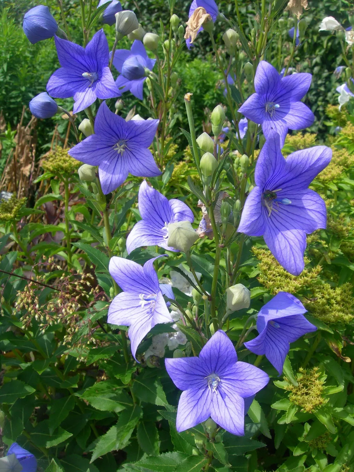 Balloon Flower Seeds - 500 Count - Toraji Variety - Platycodon grandiflorus - Non-GMO - Free Shipping