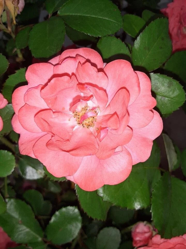 Coral Floribunda Rose Cuttings (4) - Rosa floribunda, Ideal for Containers or Garden, Immediate Planting Recommended
