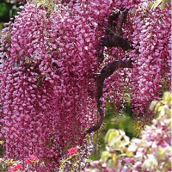 Bright Pink Chinese Wisteria Seeds - 5 Perennial Climbing Flower Seeds (Wisteria sinensis) - Rare USA Variety