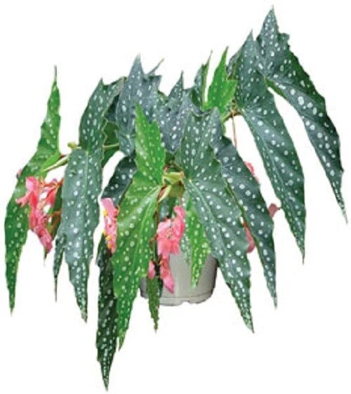 Angelwing Begonia Starter Plant - "My Special Angel" Variety - Rooted with Pot - Begonia coccinea