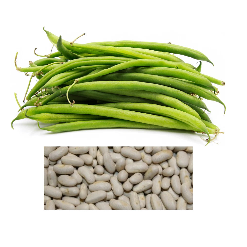 Blue Lake Bush Beans Seeds | Non-GMO Heirloom | Bulk Vegetable Garden Seeds | Phaseolus vulgaris