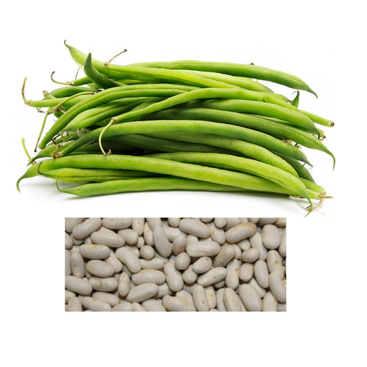 Blue Lake Bush Beans Seeds | Non-GMO Heirloom | Bulk Vegetable Garden Seeds | Phaseolus vulgaris
