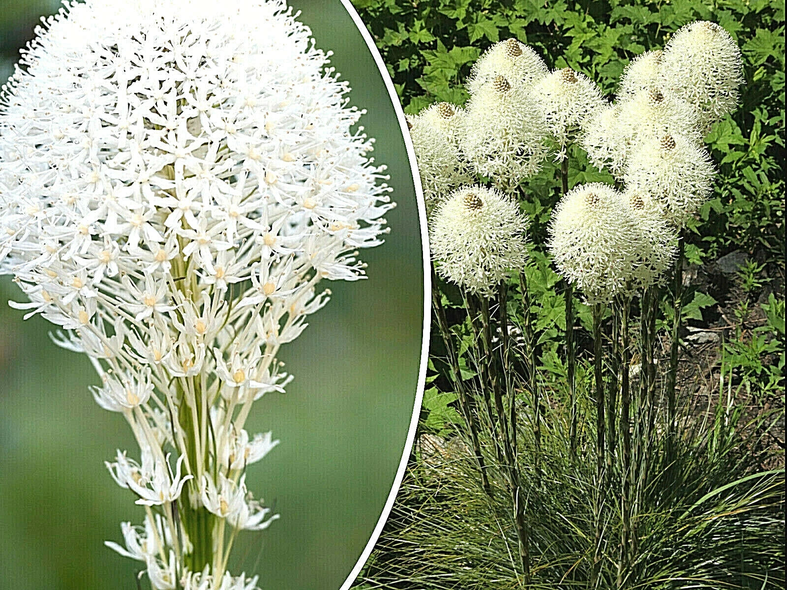 Beargrass Seeds - 100+ Count - White Torch Lily - Xerophyllum tenax - Perennial Wildflower