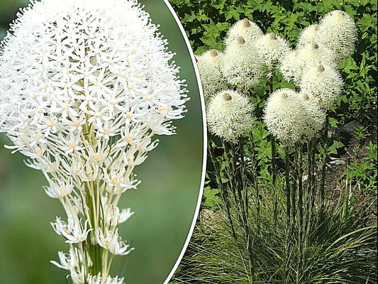 Beargrass Seeds - 100+ Count - White Torch Lily - Xerophyllum tenax - Perennial Wildflower