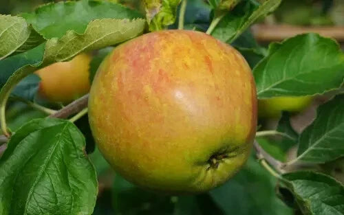 25+ Sir Isaac Newton Apple Seeds - Heirloom Variety - Malus domestica - Garden Planting - USA - Free Shipping