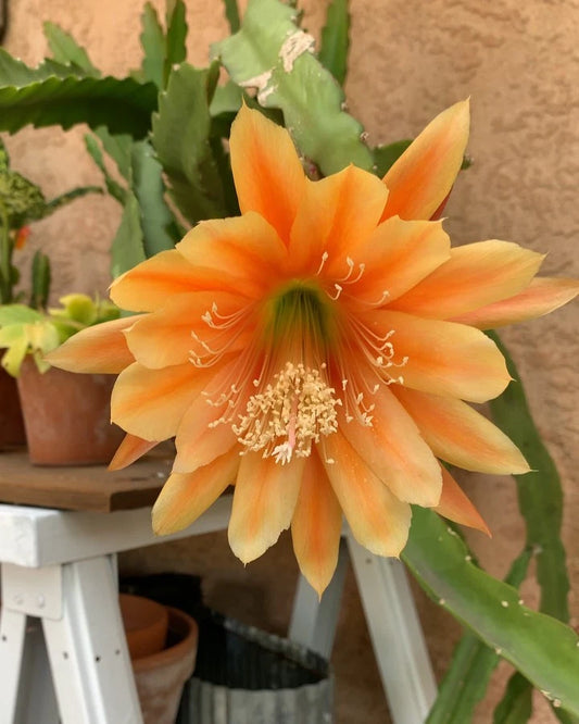 Epiphyllum Cuttings - King Midas Orchid Cactus - Golden Orange