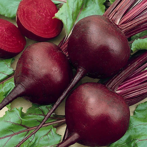Beet Seed - Detroit Dark Red - Fresh Seeds for Planting - Beta vulgaris