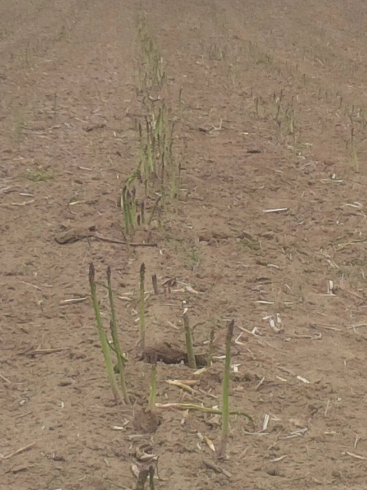 Jersey Giant Asparagus Bare Root Plants - 1yr Crowns - Grow Giant Asparagus, Asparagus officinalis