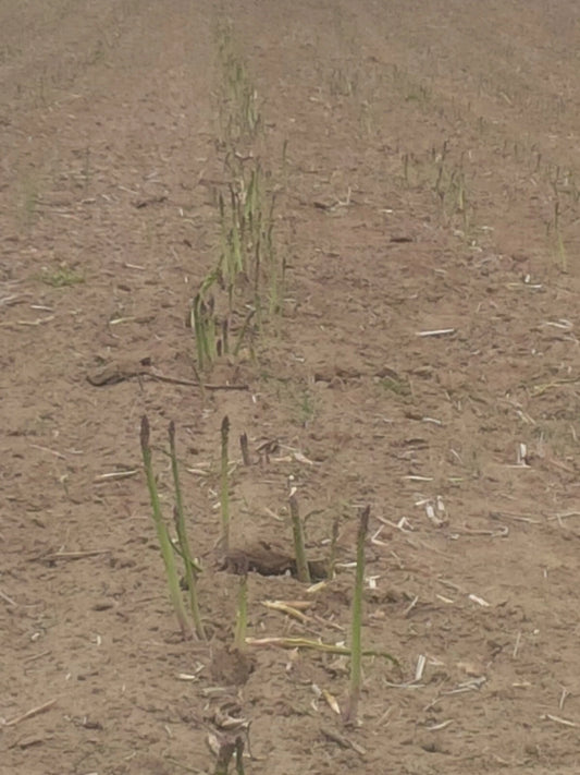 Jersey Giant Asparagus Bare Root Plants - 1yr Crowns - Grow Giant Asparagus, Asparagus officinalis