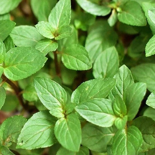 Chocolate Mint Plant Cuttings - 10 Rooted Cuttings - Mentha × piperita 'Chocolate' - Fresh Aromatic Herb