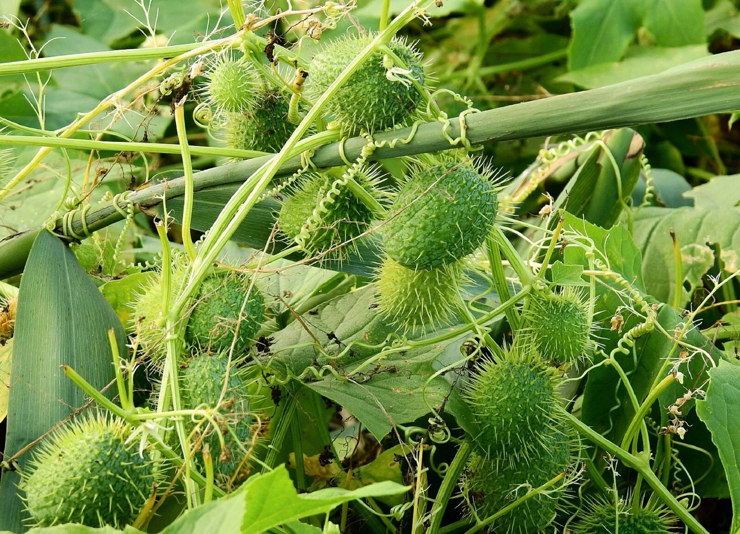 Wild Cucumber Seeds - Fruiting Vine - Cucumis dipsaceus - 10 Seeds - Garden Starter - Organic Gardening
