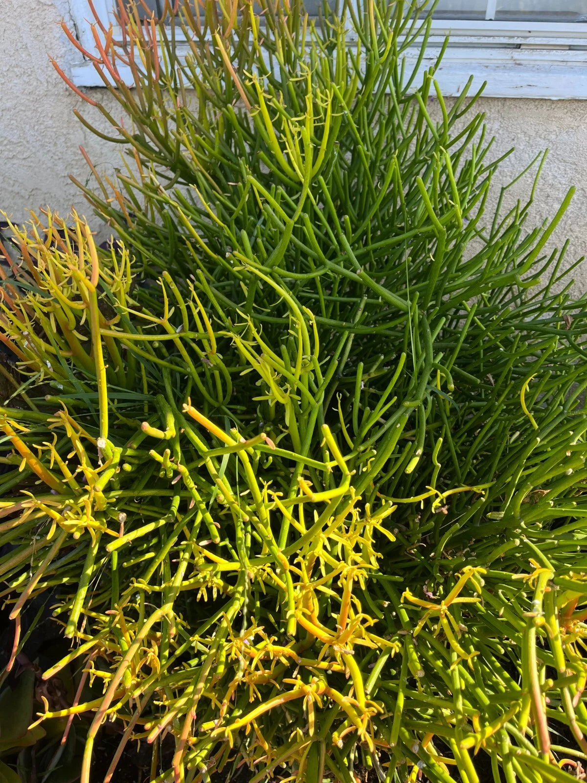 10 Cuttings Fire Sticks Euphorbia Tirucalli Pencil Cactus Succulent Live Plants