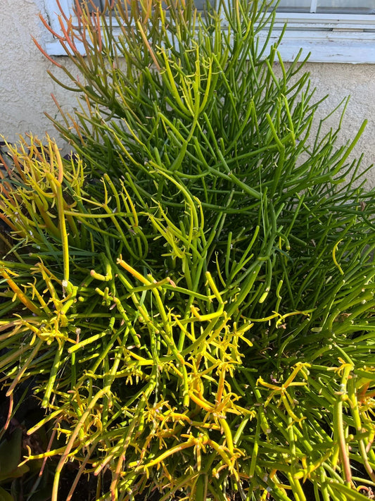 10 Cuttings Fire Sticks Euphorbia Tirucalli Pencil Cactus Succulent Live Plants