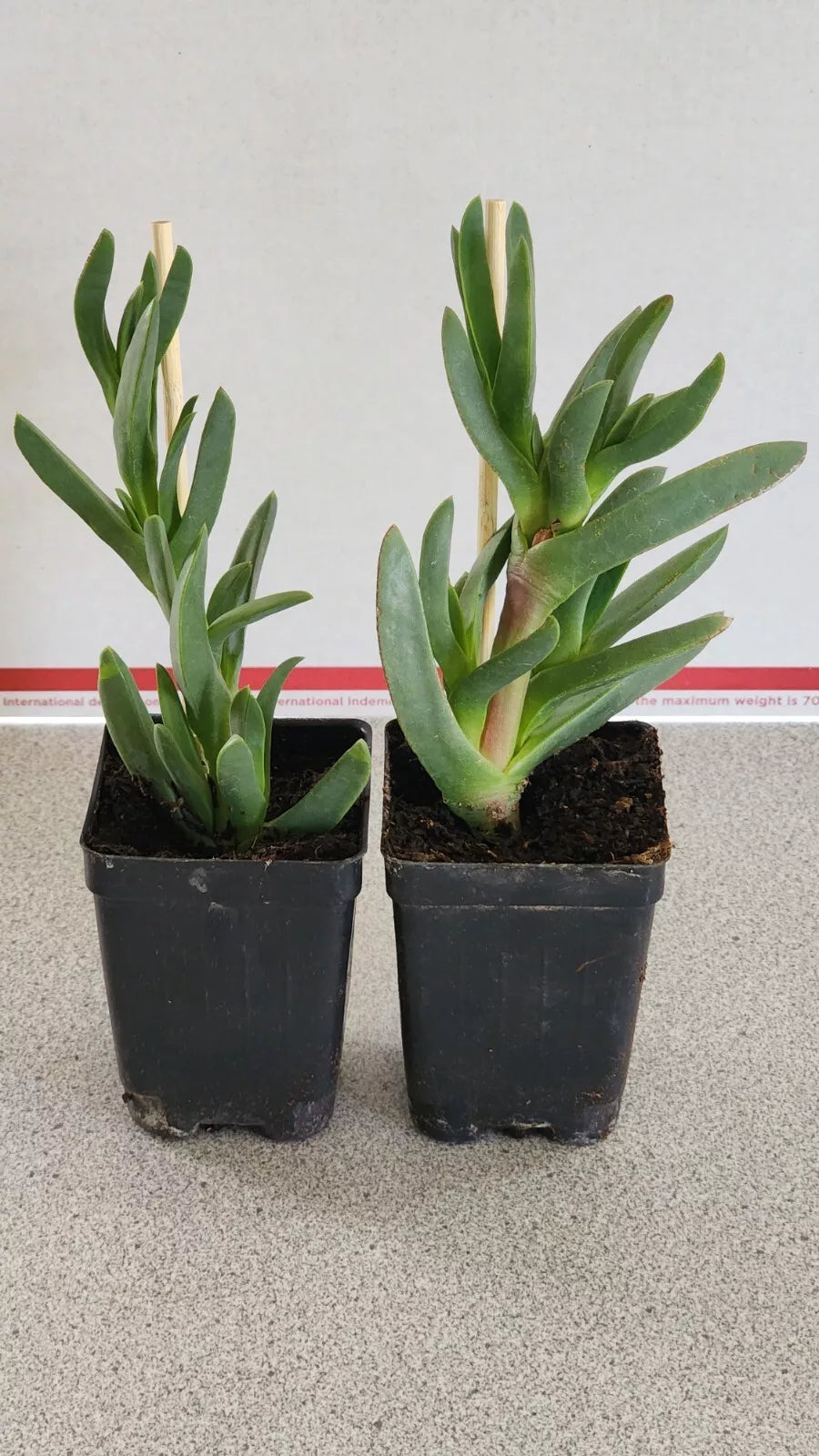 Ice Plants Succulents 2 × Live Rooted Plants Coastal Pig Face Delosperma