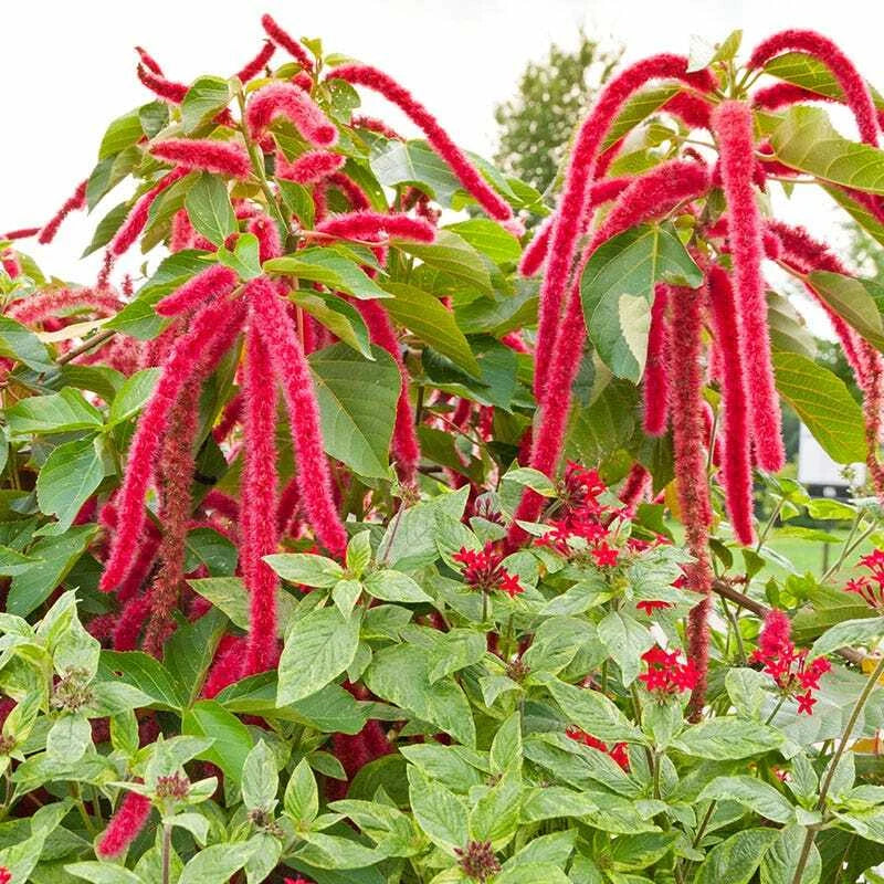 Amaranth Seeds 1500 Count LOVE LIES BLEEDING Red Non-GMO Edible Flower (Amaranthus caudatus)