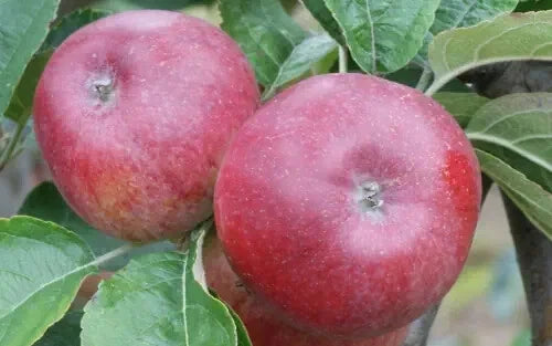 25+ Kingston Black Apple Seeds for Planting - Heirloom Fruit Seeds - Malus domestica - USA - Free Shipping