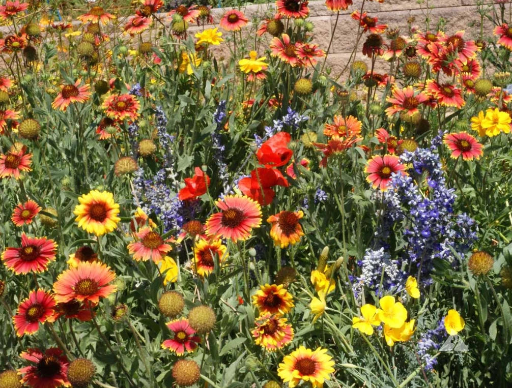 Wildflower Seed Mix 1000 Seeds Dry Area Perennials Full Sun Pollinators Non-GMO