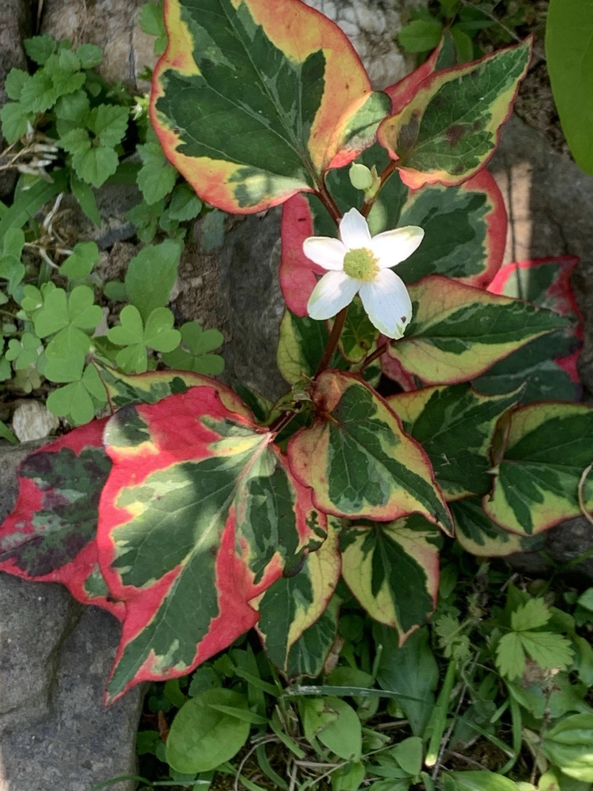 Chameleon Plants 24 Pack BARE-ROOT Organic Colorful Easy Grow Plants - Perfect for Indoor Gardening (Variety Mix)