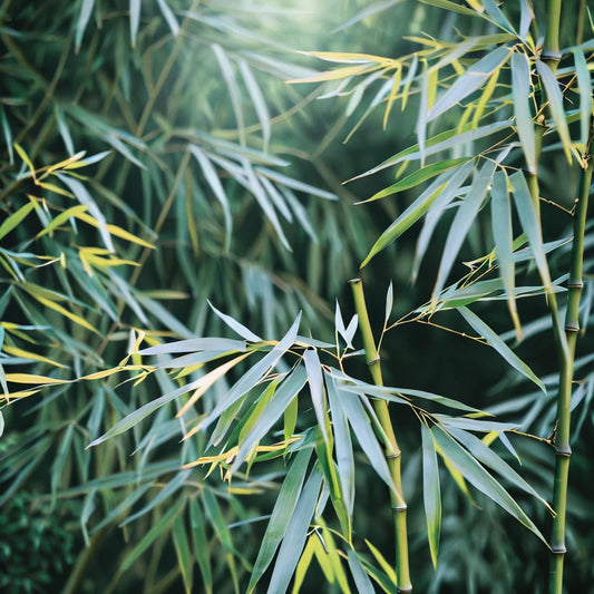 Bamboo Seeds - 50 Pack - Chinese Walking Variety - Clumping Privacy Plant for Garden - Shade Screen