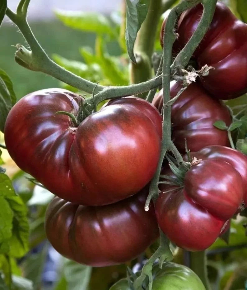 Black Brandywine Tomato Seeds - 120+ Heirloom Organic Non-GMO - Fresh Gardening Seeds for Home Garden
