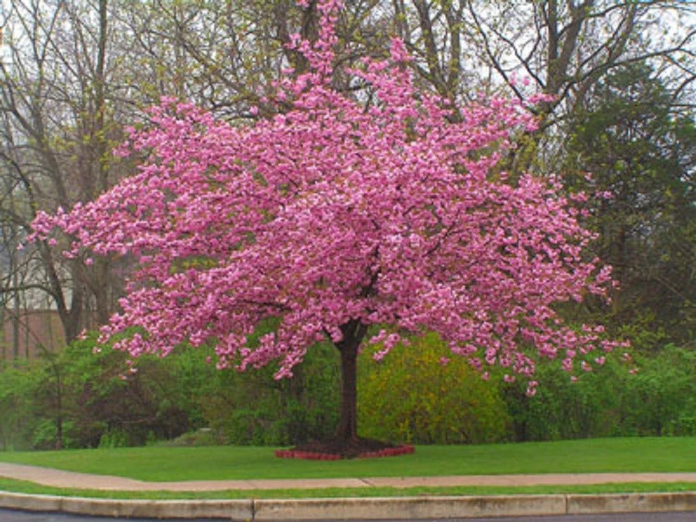 Stella Cherry Tree Seeds - 5 Pack - Flowering Pink Ornamental - Prunus serrulata