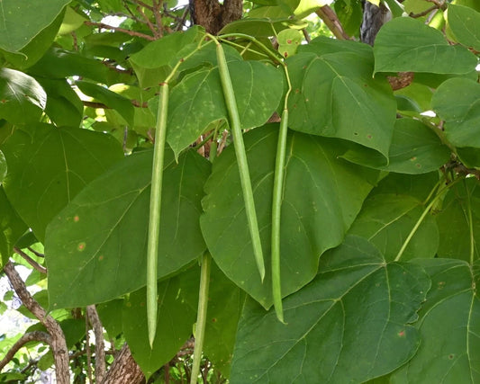 Catalpa Tree Seeds - 50 Seeds for Planting - Stunning Flowers, Large Leaves - Catalpa bignonioides