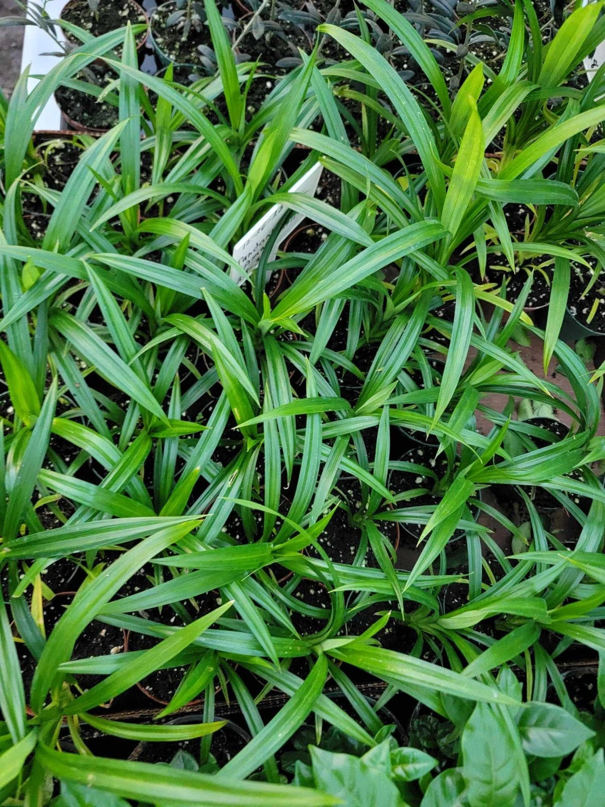 Live Plant - 4 Inch Pot - Pandan Leaf - Pandanus amaryllifolius - Well Rooted Culinary Herb