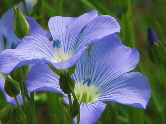 Blue Flax Seed Pack, 500+ Seeds, Striking Blue Flowers, Linum perenne