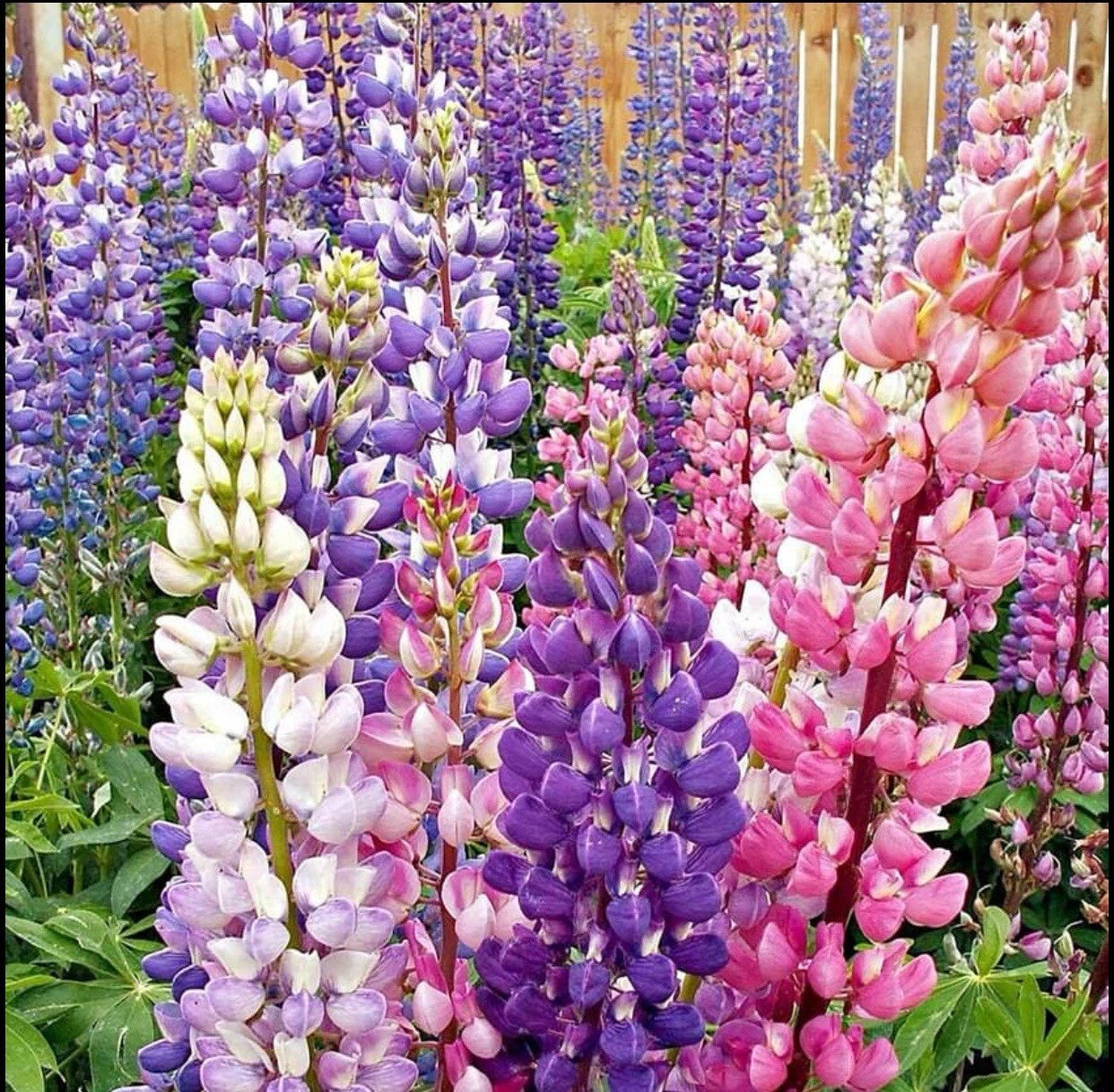 50+ Lupine Seeds - Russell Strain Mixture Non-GMO - Lupinus polyphyllus