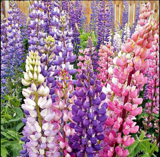 50+ Lupine Seeds - Russell Strain Mixture Non-GMO - Lupinus polyphyllus