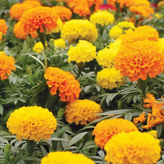Marigold Seeds 150+ African Cracker Jack Mix Flower - Tagetes erecta - USA Seller, Free Shipping