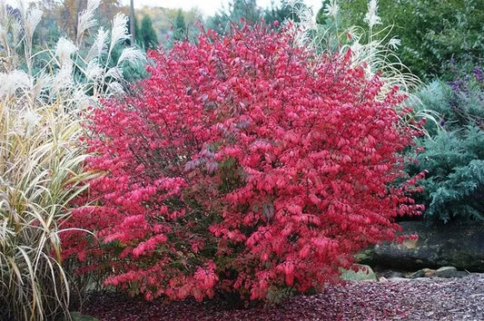 Burning Bush Live Bare Root Seedling Plant 4-8 Inches Euonymus alatus Garden Plant