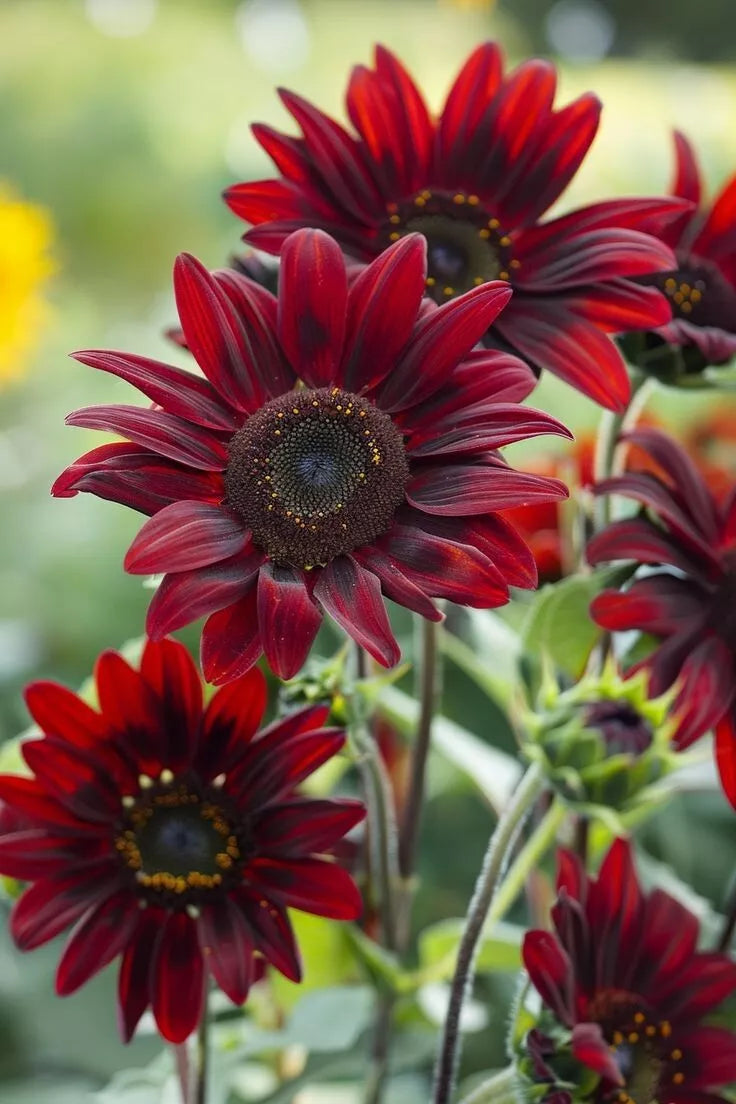 Chocolate Cherry Sunflower Seeds - Ornamental Variety - Helianthus annuus - Free Shipping