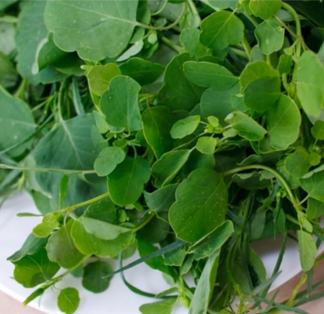 30+ Papalo Herb Seeds - Organic Medicinal Porophyllum for Culinary Use, Fresh Pore Leaf, Harvested 07/25