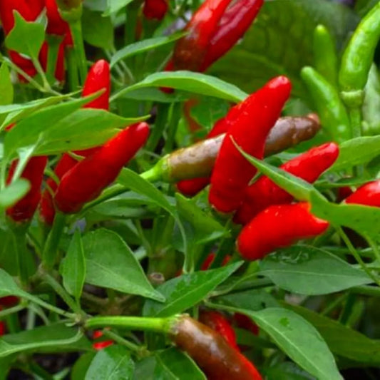 Bird's Eye Chili Pepper Seeds | Heirloom NON-GMO | Hot Peppers | Capsicum annuum