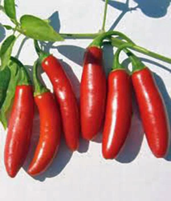 Serrano Pepper Seeds, Heirloom, Non-GMO, 100 Seeds, Hot Chilli Peppers, Capsicum annuum