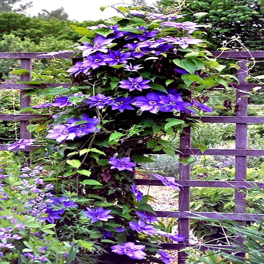 Blue Downy Clematis Seeds - 20 Hybrid Flower Seeds for Hardy Climber Vine, Clematis macropetala