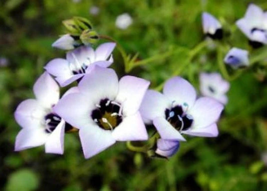 Bird's Eyes Seeds - Gilia Tricolor - 100 Fresh Seeds - Free Shipping - Annual Wildflower Seeds