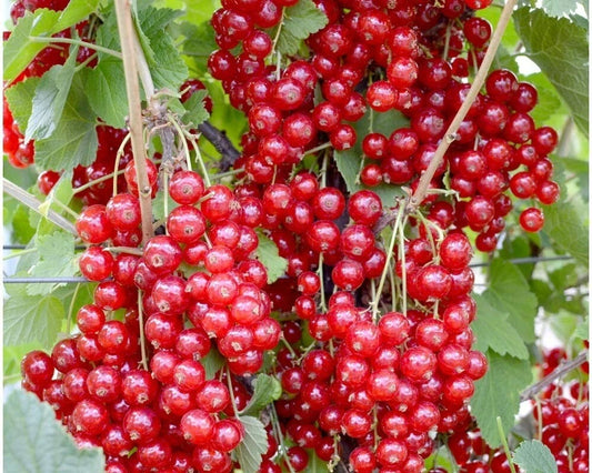Jonkheer Van Tets Red Currant Starter Plant, Rooted, Zones 3-7, Self-Pollinating, Ribes rubrum, Edible Fruit Shrub, 6-8 ft Tall