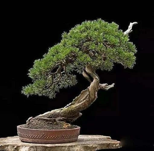Bonsai Tree Seeds - 30 Japanese Black Pine Seeds - Pinus thunbergii - Perfect for Gardening and Bonsai Cultivation