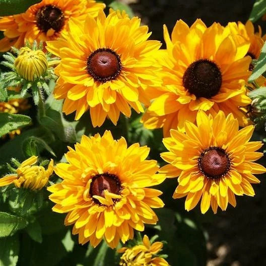 Black Eyed Susan Seeds Goldilocks Variety - Rare Double Blooms, Non-GMO, 100 Seeds - Rudbeckia