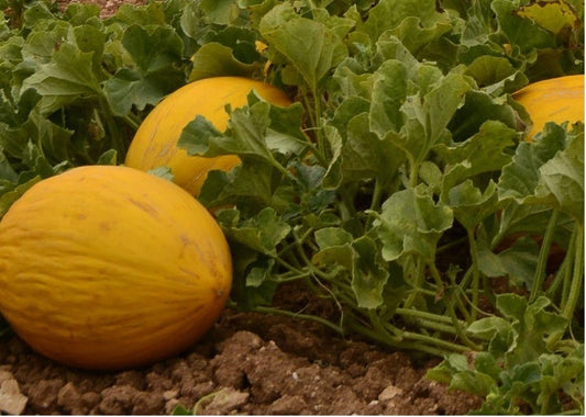 Amarillo Oro Melon Seeds - 25/100/200 Pack - Winter Canary Melon - Yellow Gold - Cucumis melo