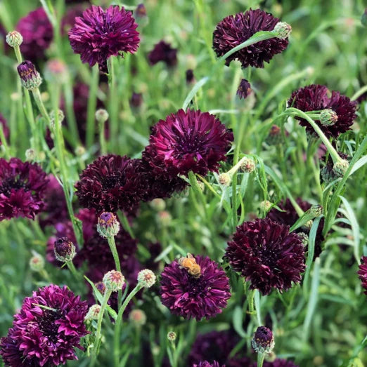 Black Ball Bachelor Button Seeds - 2025 Planting, Dark Centaurea Cyanus Variety