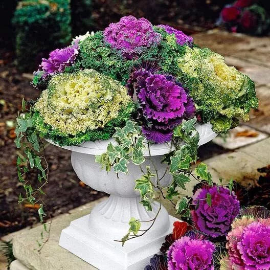 30 Ornamental Cabbage Seeds - Colorful Decorative Plants - Brassica oleracea Variety