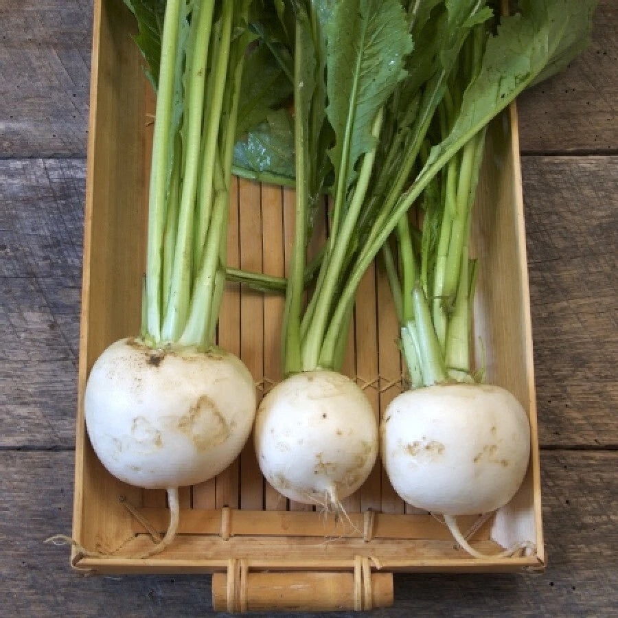 Turnip Seeds 50K Shogoin Japanese White Hakurei Asian Vegetable Plant - High-Yield Non-GMO Garden Seeds
